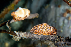 flamingo_tongue2