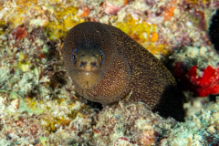 goldentail_moray1