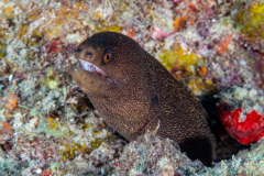 goldentail_moray2