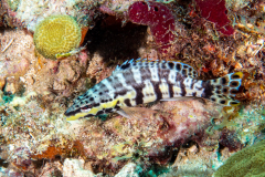 harlequin_bass