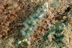 lettuce_sea_slug