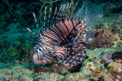 lionfish