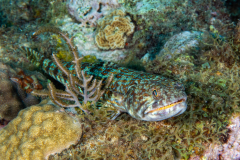 lizardfish