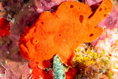 longlure_frogfish1