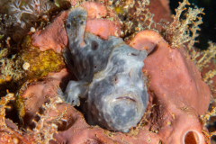 longlure_frogfish2