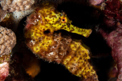 longsnout_seahorse1