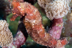 longsnout_seahorse2