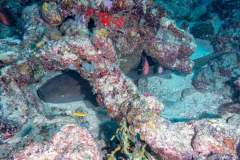 nurse_shark