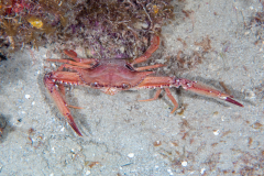 ocellate_swimming_crab