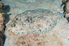 peacock_flounder