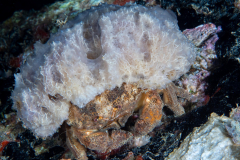 redeye_sponge_crab