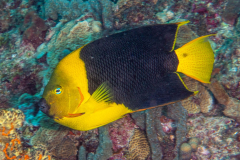 rock_beauty rock_beauty