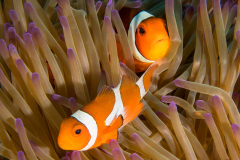anemonefish1-false_clown