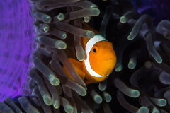 anemonefish2-false_clown