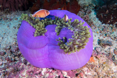 anemonefish4-pink