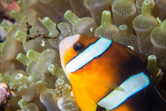 anemonefish5-clarks