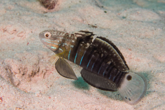 banded_goby