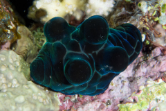 black_velutinid