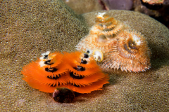 christmas_tree_worms