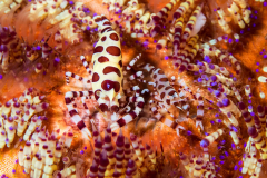 coleman_shrimp