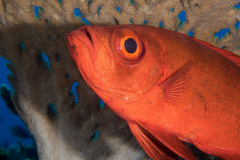 crescent-tail_bigeye