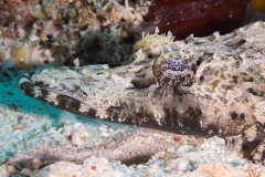 crocodile_flathead2