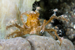 decorator_crab