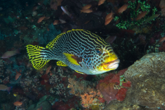 diagonal-banded_sweetlips