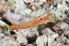 donald_duck_shrimp