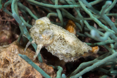 dwarf_cuttlefish1