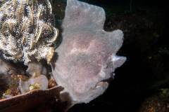 giant_frogfish