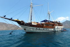 komodo_11