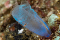 ladybug_tunicate