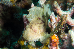 leaf_scorpionfish1