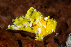 leaf_scorpionfish3