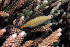 longnose_filefish
