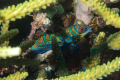 mandarinfish