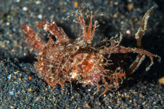 ambon_scorpionfish