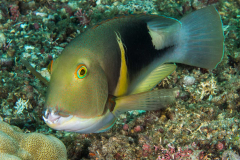 anchor_tuskfish