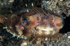 balloonfish