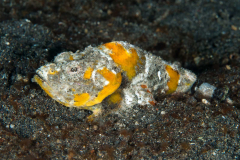 bandtail_scorpionfish