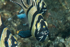 banggai_cardinalfish