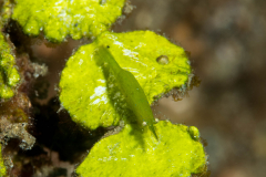 bignose_seagrass_shrimp
