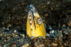 black-finned_snake_eel