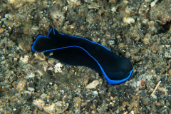 blue_velvet_headshield_slug