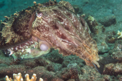 broadclub_cuttlefish1