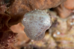 broadclub_cuttlefish2