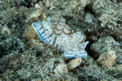 bubble_snail-miniature_melo