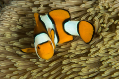 clown_anemonefish