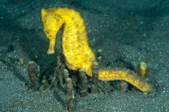 common_seahorse